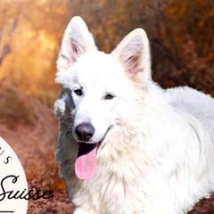 Lassie - Berger Blanc Suisse