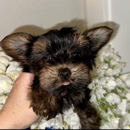 Bebé - Black and tan male Yorkshire Terrier puppy in Cape Coral, Florida from Katherine’s Yorkies and Poodles