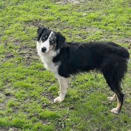 Trigger - Australian Shepherd