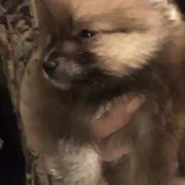 Pomeranians from Keisha Belcher's Pomeranians