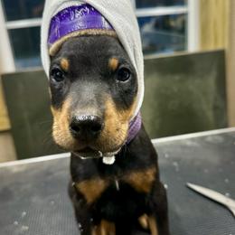 Purple - Black and rust female Doberman Pinscher puppy in Medina, Tennessee from Valorosa Doberman Kennel