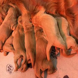 Boy 1 - Dark golden male Golden Retriever puppy in Lynden, Washington from Life with Goldens