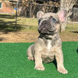 French Bulldogs from Blue Bottom Frenchies