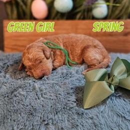 Spring - Apricot female Goldendoodle puppy in Haughton, Louisiana from Bailey’s Cajun Canines