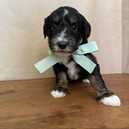 Thorn - Black tri-color male Aussiedoodle puppy in Eastland, Texas from H5 Mini Doodles