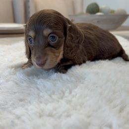 Ruby - Chocolate and tan female Dachshund puppy in Menifee, California from Dachshunds in SoCal
