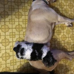 Wire Fox Terrier Puppies from Lyndon Meadow Farm