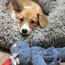 Pembroke Welsh Corgi Puppies from Diamond H Ranch Pembroke Welsh Corgis