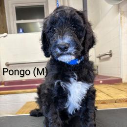 Pongo - Black male Goldendoodle puppy in Water Valley, Mississippi from Olympian Doodles