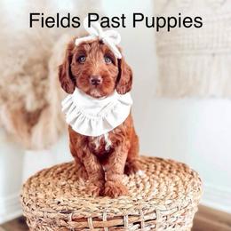 Reservation Female 2 - Red  female Goldendoodle puppy in Layton, Utah from Gracious Doodle Dogs