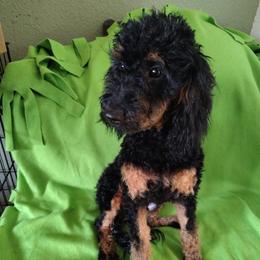 Rouge (red color) - Phantom male Goldendoodle puppy in Stevensville, Montana from 3 Willows Doodles