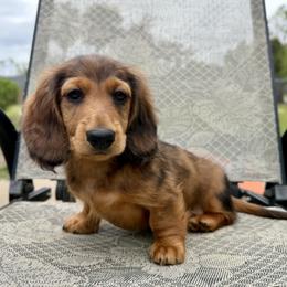 Rock - Red male Dachshund puppy in Tampa, Florida from EntityDachs