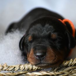 Boy 3 - Black and rust male Doberman Pinscher puppy in Overton, Texas from Obsidian Kennel