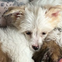 Boy 1 - Chinese Crested puppy from Ambush Kennel