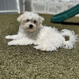 Elliot - White male Maltese puppy in New Port Richey, Florida from Toy Poodles And Maltese Of Florida
