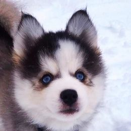 Pomsky Puppies from Pristine Pomskies