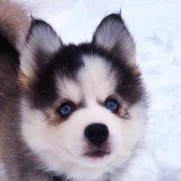 Pomsky Puppies from Pristine Pomskies