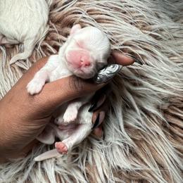 Sterling - White male Shih Tzu puppy in Knightdale, North Carolina from House of Paws Heritage Nursery