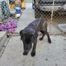 Squeakers - Chestnut brindle Cane Corso puppy in Lagrange, Ohio from Dracone's Kennels