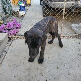 Squeakers - Chestnut brindle Cane Corso puppy in Lagrange, Ohio from Dracone's Kennels