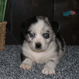Australian Shepherd and Miniature Australian Shepherd Puppies from Country River Aussies
