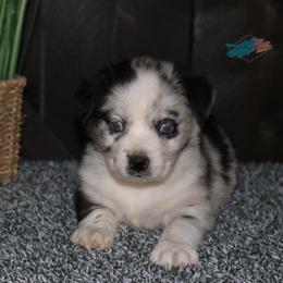 Australian Shepherd and Miniature Australian Shepherd Puppies from Country River Aussies