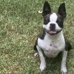 Boston Terriers from Veronica’s Boston’s