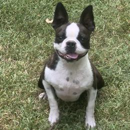 Boston Terriers from Veronica’s Boston’s