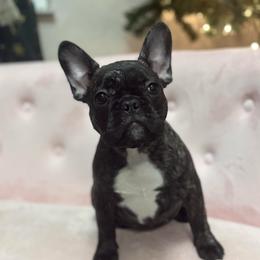 Belle - Brindle female French Bulldog puppy in Tampa Bay, Florida from Woodpecker Ridge Pups