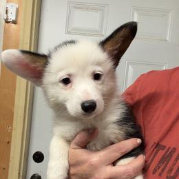 Cotton Candy REDUCED - Black and tan female Pembroke Welsh Corgi puppy in Bloomfield, Iowa from Beebe’s Corgis & Doxies