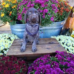Boy 1 - Liver and white male German Wirehaired Pointer puppy in Potosi, Wisconsin from Point and Flush Gun Dogs