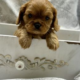 Cavalier King Charles Spaniel and Labrador Retriever Puppies from Happy Tails Kennel