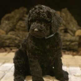 Goldendoodles, Labradoodles, and Poodles from Sugar Fig Kennel