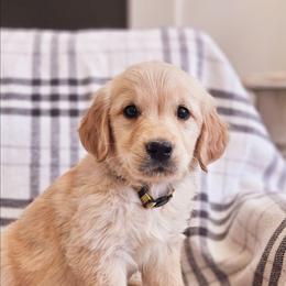 Yellow Collar - Dark golden male Golden Retriever puppy in Coarsegold, California from Sierra Hills Retrievers