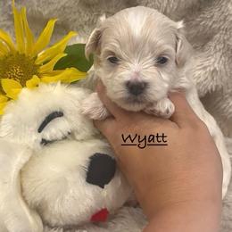 Wyatt - Cream male Maltipoo puppy in Traverse City, Michigan from Riyem Wildflower Farms