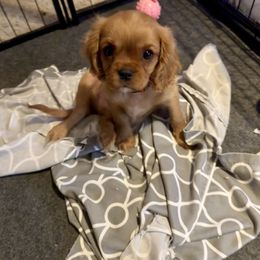 Red - Big Red - Ruby male Cavalier King Charles Spaniel puppy in Corpus Christi, Texas from Kings Cross Cavaliers