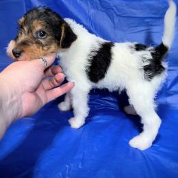 First-born Boy - White black and tan male Wire Fox Terrier puppy in Ennis, Texas from Syrayed Farm