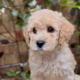 Echo - Apricot male Cavapoo puppy in Arlington, Texas from Van Haselen Poodles and Doodles