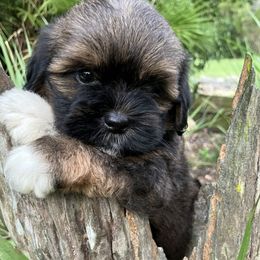 KB1 AKC FLORIDA LHASA APSO MULTI CHAMPION ANCESTRY - Grizzle male Lhasa Apso puppy in Bell, Florida from Maryann & Kandis