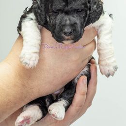Poodle Puppies from Devin’s Purple Poodles