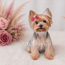 Emily - Yorkshire Terrier