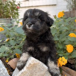 Pocus - Black and silver male Miniature Schnauzer puppy in Silver Creek, Mississippi from Mamie’s Minis, LLC