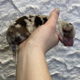 Red Merle male long tail - Red merle male Toy Australian Shepherd puppy in Riverton, Utah from Iron Spirit Homestead & Aussies