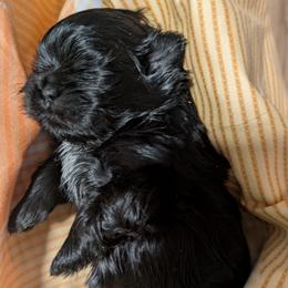 Black with a little white girl - Black and white female Shih Tzu puppy in Surry, Maine from McKayla Hairston