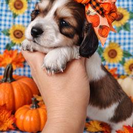 Girl 1 - Piebald female Dachshund puppy in Clayton, Indiana from Love Struck Miniature Dachshunds