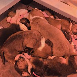 Basset Hound puppies from The Basset Family
