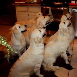 Golden Retriever All Grown Up from White Sand Golden Retrievers