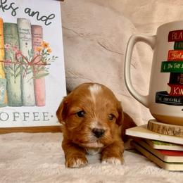 Luna - Apricot female Cavapoo puppy in Mona, Utah from Small Town Cavaliers