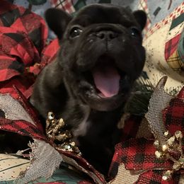French Bulldog Puppies from Heartfelt Kennels