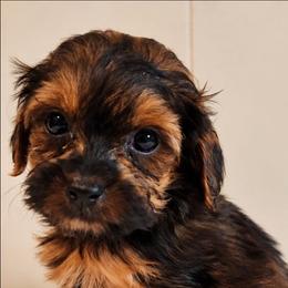 Truffle - Red female Companion Cross puppy in Richmond, Missouri from Natalie's Happy Fur Paw's